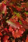 Red Oak Leaf Free Stock Photo - Public Domain Pictures