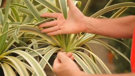 two hands reaching out to touch a plant with green leaves on it's stems