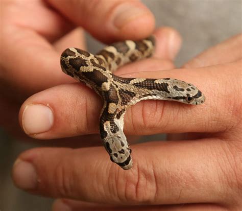 Two-headed snake slithers into Cameron Park Zoo | Local News | wacotrib.com