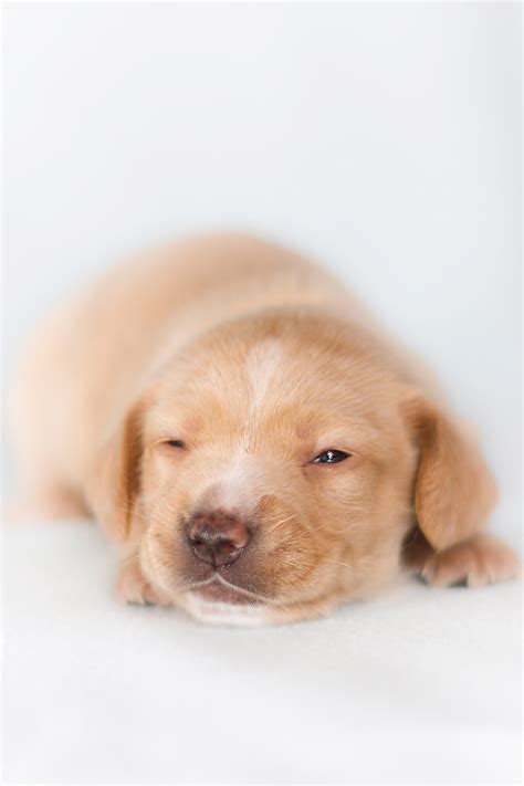 Puppy Free Stock Photo - Public Domain Pictures