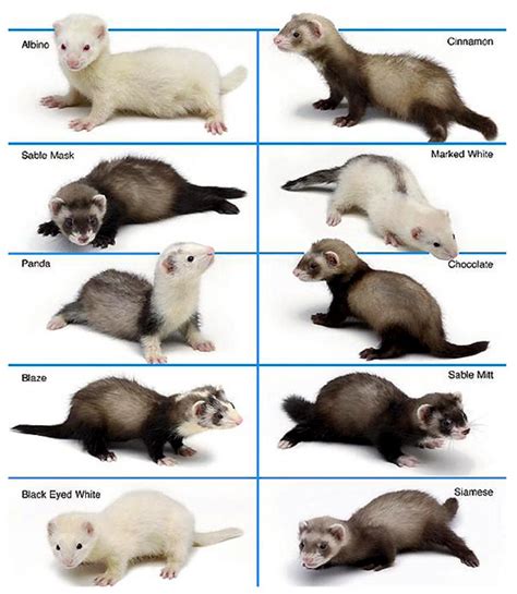 Ferret Colours And Types