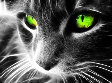 Green cat eyes / 1600 x 1200 / Animals / Photography | MIRIADNA.COM