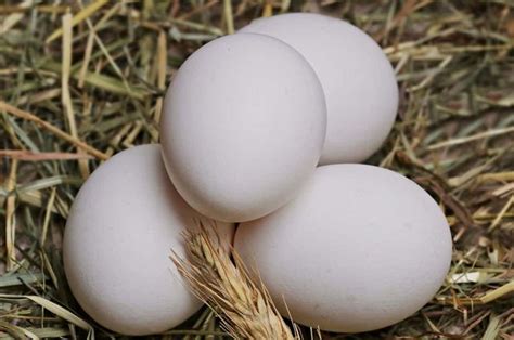 Banyak yang Bingung, Ini Cara Bedakan Telur Ayam Kampung yang Asli dan Palsu - Bobo