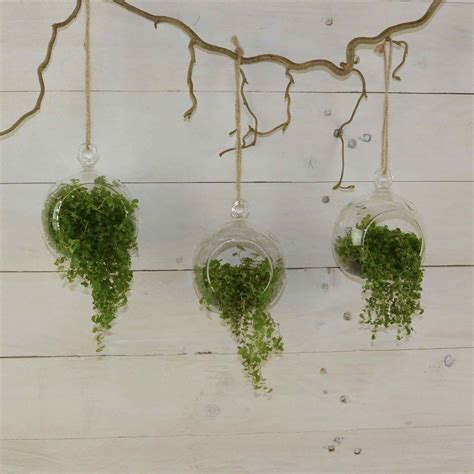 Fabulous And Easy Large Hanging Terrarium — BreakPR | Hanging plants, Hanging orchid, Hanging ...