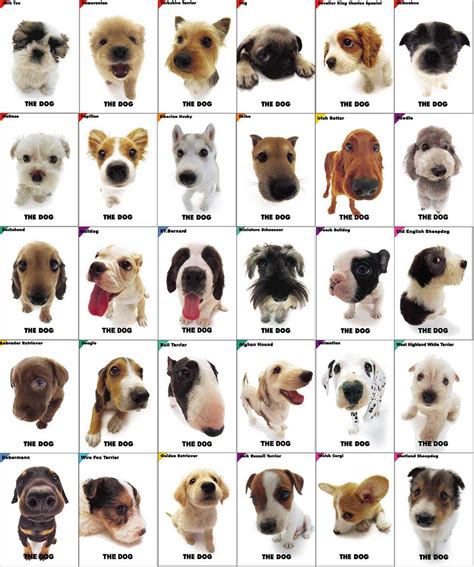 Pet Info.: Which dog breed to choose?