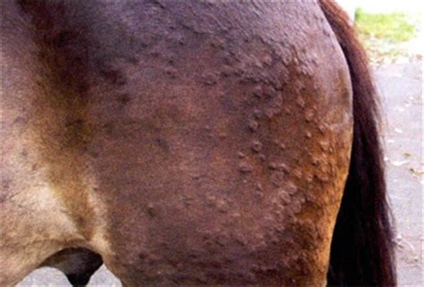 Equine skin diseases and testing | Skin diseases, Horse health, Equines