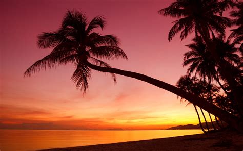 Beach Sunset Palm Tree Wallpaper hd, picture, image