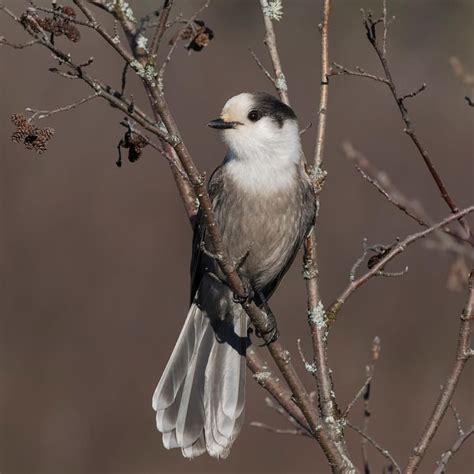 The Canada Jay, or Gray Jay, nests during late winter and incubates its eggs in temperatures as ...