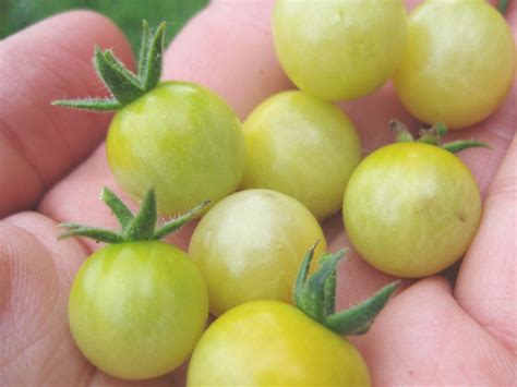 white currants | earliest variety this year! | Megan | Flickr