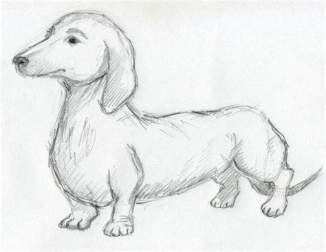 Daschund sketch by Speechless-PEACE on DeviantArt | Dog sketch, Dog ...