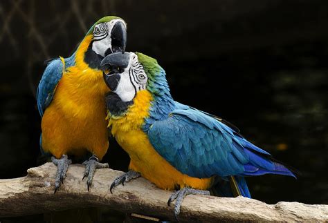 Two Parrots Squawking Photograph by Dave Dilli