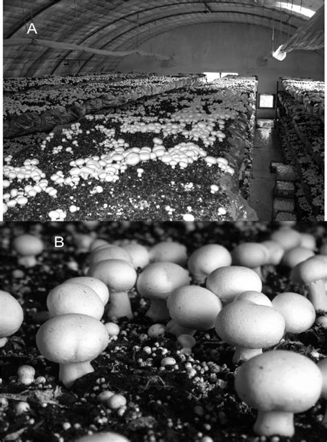 White button mushroom (Agaricus bisporus) cultivation. (A) House of... | Download Scientific Diagram