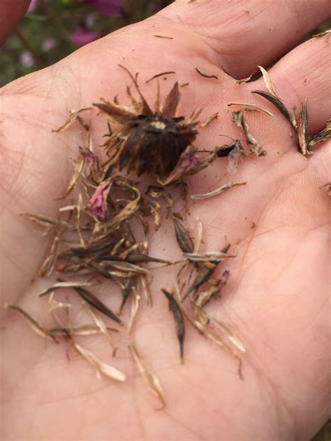 Saving seeds from Cosmos, an easy-to-grow mainstay of the summer garden ...