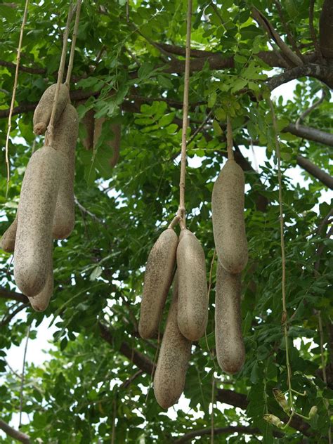 South African Sausage Tree (Kigelia pinnata) | Trees to plant, Weird plants, Beautiful tree