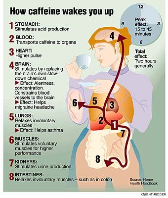 This Is Your Brain On Caffeine | Science 2.0