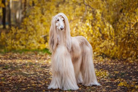 16 Long-Haired Dogs with Gorgeous Locks — Small and Large Breeds with ...