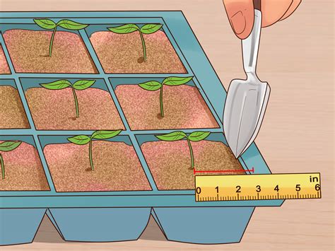 How to Grow Flowers from Seed (with Pictures) - wikiHow