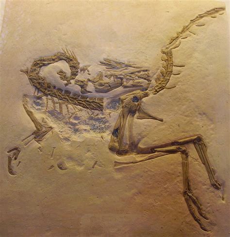 Compsognathus | Fossil Wiki | Fandom