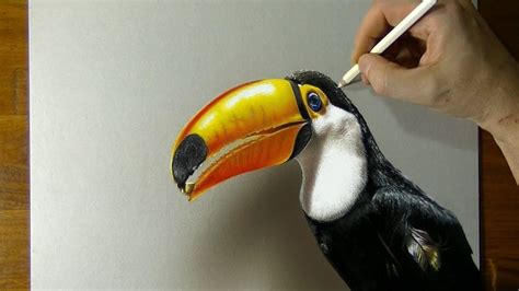 Speed Drawing: Toucan - 3D Art by Marcello Barenghi, hyperrealism | Realistic drawings, Colored ...