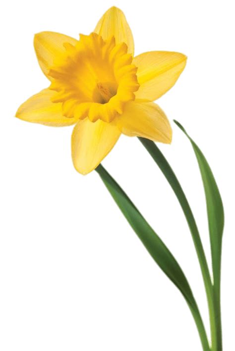 daffodil png 20 free Cliparts | Download images on Clipground 2024