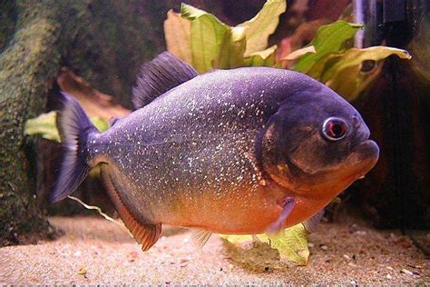 piranha for sale south africa - Too Big Webzine Photography