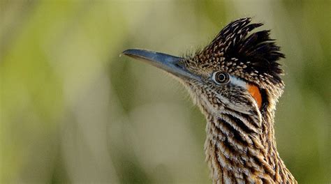 From roadrunners to snipes, these animal species are native to Utah