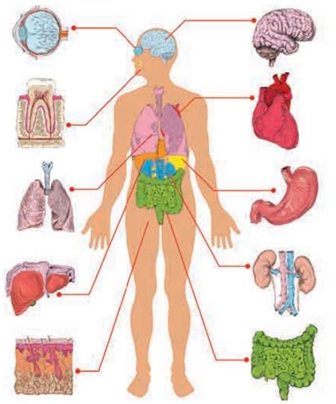 Organ System Of Human