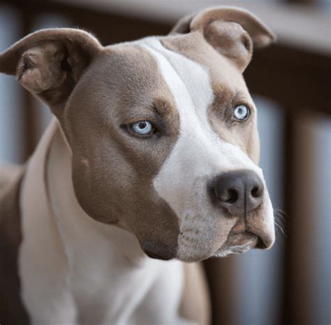 Deaf White Pit Bull With Blue Eyes Adopted Best Friends, 43% OFF