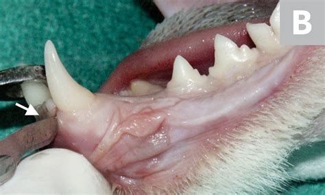 Mandibular Extractions in Cats | Clinician's Brief