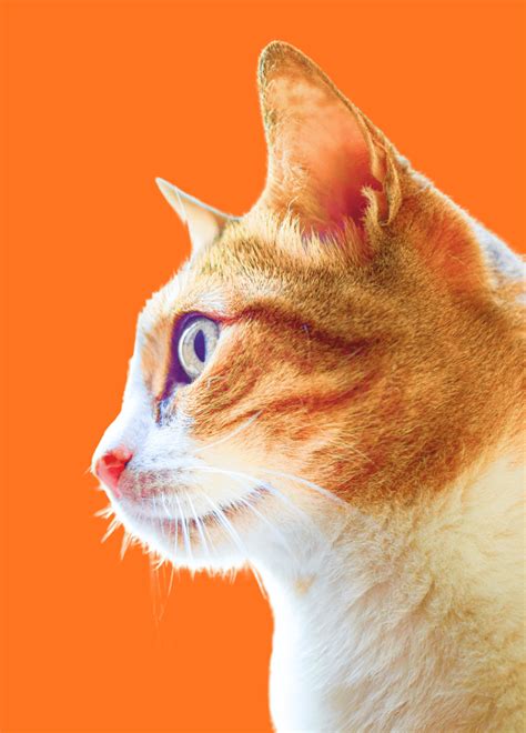 Oyen - Malaysia's Best Pet Health Insurance