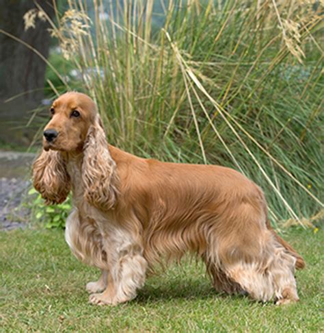 Do Cocker Spaniel Puppies Change Colour