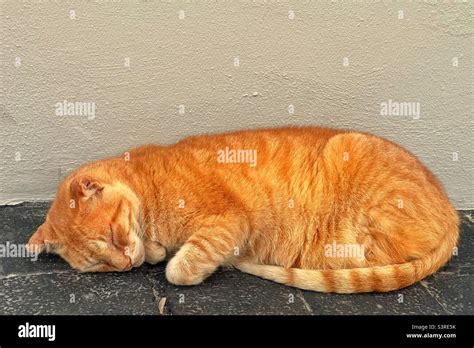 Sleeping ginger cat Stock Photo - Alamy