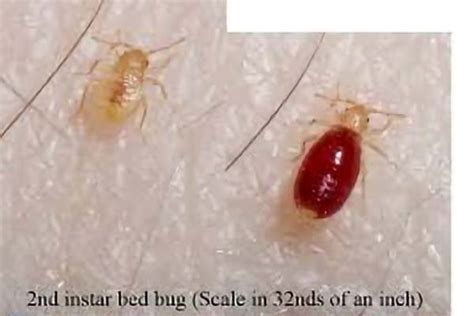 What Do Baby Bed Bugs Look Like? (Pictures & FAQs)