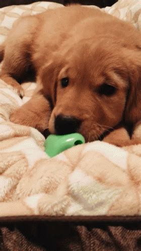 Puppy Cute GIF - Puppy Cute GoldenRetriever - Discover & Share GIFs