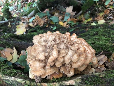 Hen of the Woods | Foraging Identification Guide