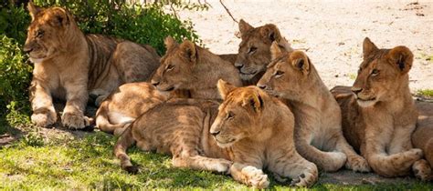 Makeup Of A Lion Pride - Mugeek Vidalondon