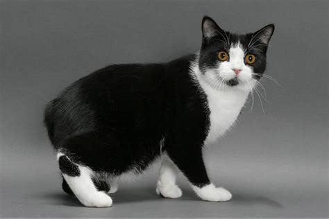 Manx cat (Manx) breed description, characteristics, appearance, history - Hvostnyus ...