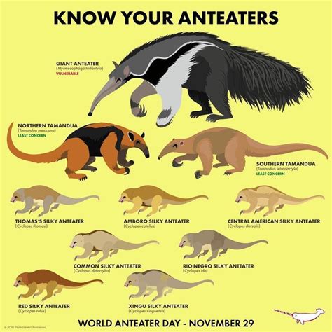 Know Your Anteaters | Unusual animals, Anteater, Interesting animals