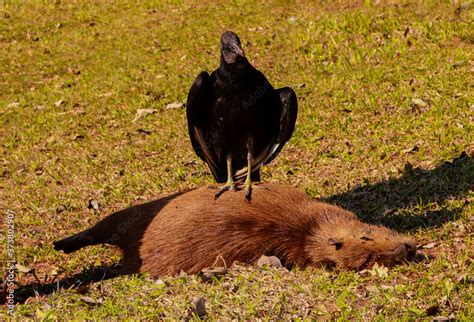 dead capybara with predator Urubu, Vulture Stock Photo | Adobe Stock