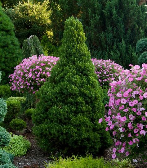 How to Figure Out What's Wrong with Your Dwarf Alberta Spruce—and Fix It | Dwarf alberta spruce ...