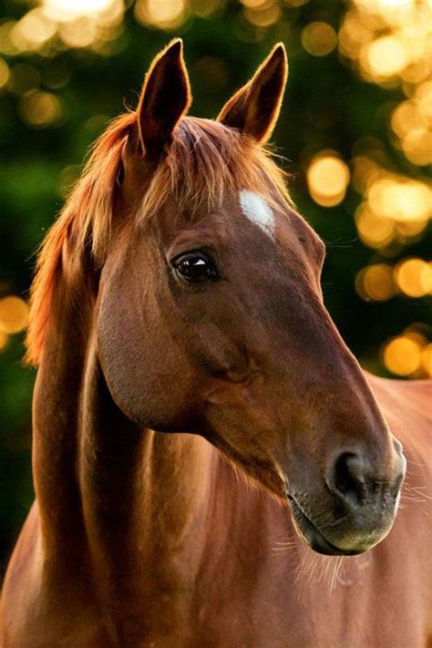 HORSES Archives | Beautiful horses, Horses, Pretty horses