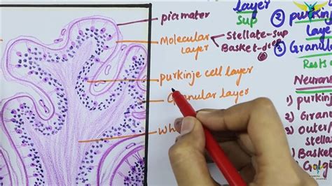 Histology of CEREBELLAR CORTEX - YouTube