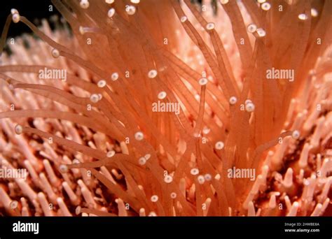 Common or edible sea urchin (Echinus esculentus) closeup of tube feet, UK Stock Photo - Alamy