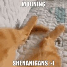 Shenanigans GIFs | Tenor