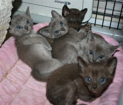 Burmese Kittens | These Burmese kittens belong to a friend o… | Flickr