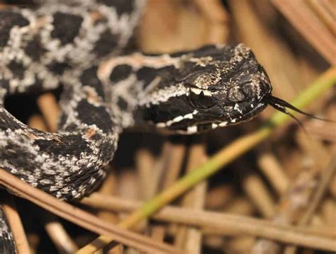 Rattlesnake venom: mild, medium and wicked hot - ScienceBlog.com