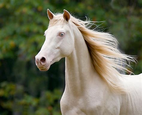 Top 5 Rare and Most Unique Horse Breeds