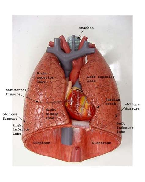 Lungs Diagram Labeled Thoracic Cavity Muscle Man Lungs Lungs Cut ...