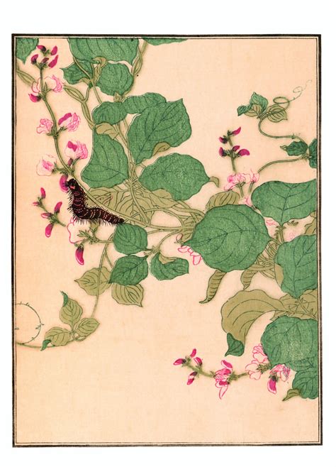 [Album des insectes choisis, par Utamaro. Volume 1] Auteur Kitagawa, Utamaro (1753-1806) Ukiyo E ...