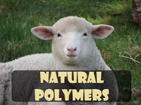 Natural Polymers: Examples & Uses – StudiousGuy